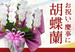 �Ӓ���