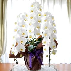 �Ӓ����@���@�R�{���ā@�������p�@�����O�@��c��@�������@�����z�B�@�������A������݁A���~�A���ފ݁A�����A�@���A���ԁA���ʖ�A���ʎ�  ��������