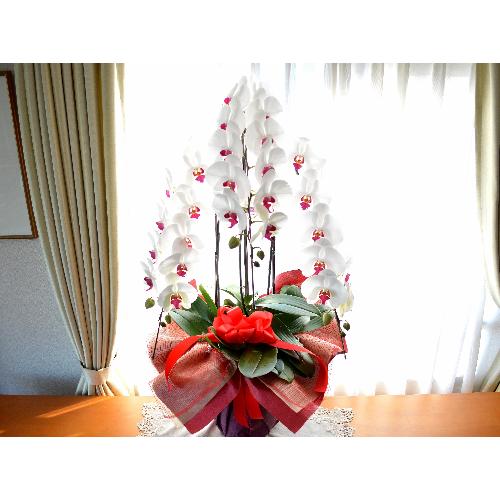 �Ӓ����@���ԁ@���j���p�@�����O�@��c��@�������@�����z�B�@�J�X�j���A�J�Əj���A���N�j���A�A�C�j���A�ړ]�j��  ��������2