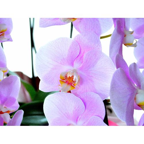 �Ӓ����@�s���N�@3�{���ā@���j���p�@�X�[�p�[�����O�@��c��@�������@�����z�B�@�J�X�j���A�J�Əj���A���N�j���A�A�C�j���A�ړ]�j��  ��������5