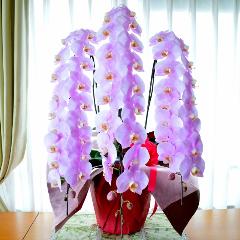 �Ӓ����@�s���N�@3�{���ā@���j���p�@�X�[�p�[�����O�@��c��@�������@�����z�B�@�J�X�j���A�J�Əj���A���N�j���A�A�C�j���A�ړ]�j��  ��������