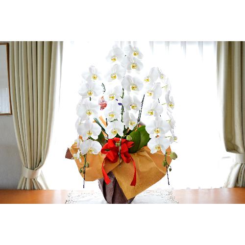 �Ӓ����@���@�R�{���ā@���j���p�@�UL�@��c��@�������@�����z�B�@�J�X�j���A�J�Əj���A���N�j���A�A�C�j���A�ړ]�j��  ��������3