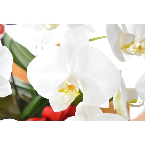 �Ӓ����@���@�R�{���ā@���j���p�@�UL�@��c��@�������@�����z�B�@�J�X�j���A�J�Əj���A���N�j���A�A�C�j���A�ړ]�j��  ��������4
