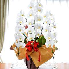 �Ӓ����@���@�R�{���ā@���j���p�@�UL�@��c��@�������@�����z�B�@�J�X�j���A�J�Əj���A���N�j���A�A�C�j���A�ړ]�j��  ��������