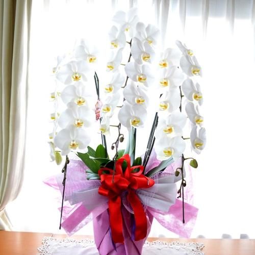 �Ӓ����@���@�R�{���ā@���j���p�@5L�@��c��@�������@�����z�B�@�J�X�j���A�J�Əj���A���N�j���A�A�C�j���A�ړ]�j��  ��������