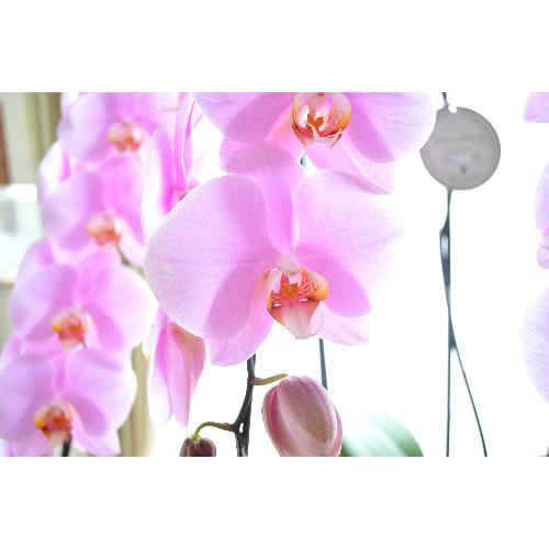 �Ӓ����@�s���N�@�R�{���ā@���j���p�@6L�@��c��@�������@�����z�B�@�J�X�j���A�J�Əj���A���N�j���A�A�C�j���A�ړ]�j��  ��������3