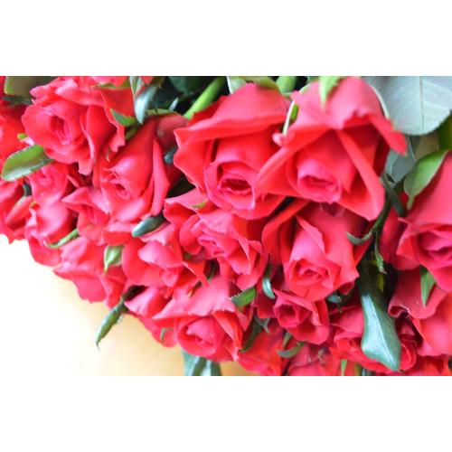 �����u�[�P�@RedRose�@�i�o���̉ԑ��j�@�Ԍn �a�����A�����L�O���A���j���A�����}�i���ʁA���}�j�A�ސE�j���A���\��3