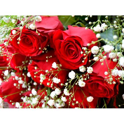 �P�_�[�X�̐Ԃ��o��  ���ԓ���i�ԑ��j�Ԍn�@�o�����^�C���A�z���C�g�f�C�A�����L�O���A�v���|�[�Y�A���l�̓��A�N���X�}�X5
