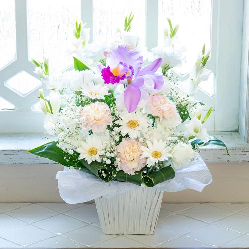 �������p�@�A�����W�����g�@�m�ԁ@���_�@�i�g���R�L�L���E�̃t�����[�A�����W�����g�j�@���n�@�������A������݁A���~�A���ފ݁A�����A�@���A���ԁA���ʖ�