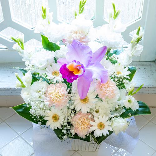�������p�@�A�����W�����g�@�m�ԁ@���_�@�i�g���R�L�L���E�̃t�����[�A�����W�����g�j�@���n�@�������A������݁A���~�A���ފ݁A�����A�@���A���ԁA���ʖ�2
