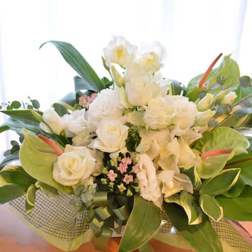 �������A���@�A�����W�@WhiteDiamond�@�i�o���ƃg���R�L�L���E�̃t�����[�A�����W�����g�j���n�@�a�����A�����L�O���A���j���A�J�X�A�J��