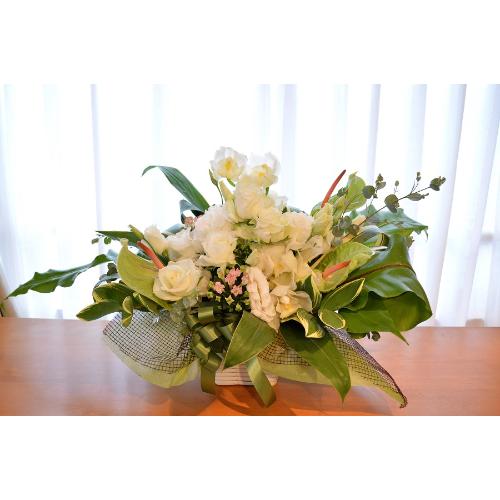 �������A���@�A�����W�@WhiteDiamond�@�i�o���ƃg���R�L�L���E�̃t�����[�A�����W�����g�j���n�@�a�����A�����L�O���A���j���A�J�X�A�J��3
