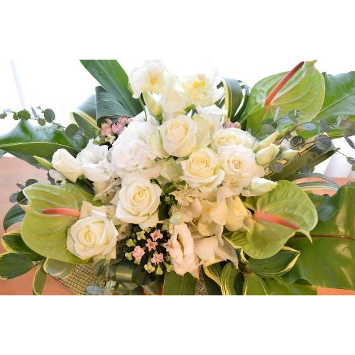 �������A���@�A�����W�@WhiteDiamond�@�i�o���ƃg���R�L�L���E�̃t�����[�A�����W�����g�j���n�@�a�����A�����L�O���A���j���A�J�X�A�J��4