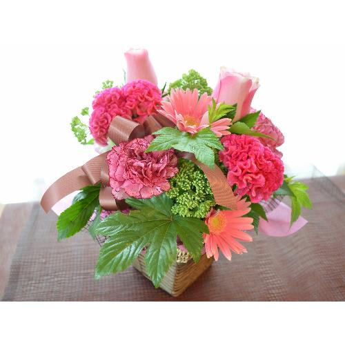 �v�`�ґ�ȃA�����W�@PinkViola�@(�o���ƃK�[�x���̃t�����[�A�����W�����g�j�@�s���N�n�@�a�����A�����L�O���A���j���A���\��A�R���T�[�g�A���C�u4
