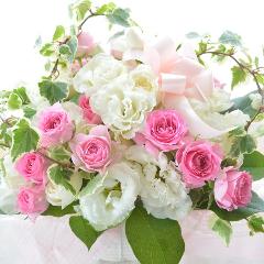 �v�`�ґ�ȃA�����W�@WhiteGirl�@�i�g���R�L�L���E�̃t�����[�A�����W�����g�j���n�@�a�����A�����L�O���A���j��
