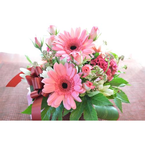 �L���[�g�ȃA�����W �@PinkMelody�@(�o���ƃK�[�x���̃t�����[�A�����W�����g�j�@�s���N�n�@�a�����A�����L�O���A���j���A���\��A�R���T�[�g�A���C�u3