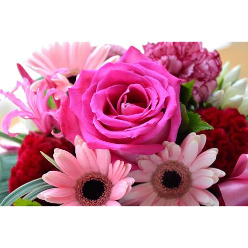 �L���[�g�ȃA�����W�@DancerPink�i�o���̃t�����[�A�����W�����g�j�s���N�n�@�a�����A�����L�O���A���j���A�h�V�̓�5