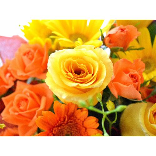 �v�`�ґ�ȃA�����W�@HighOrange�@�i�o���ƃK�[�x���̃t�����[�A�����W�����g�j�I�����W�n�@�a�����A�����L�O���A���j���A�h�V�̓�5