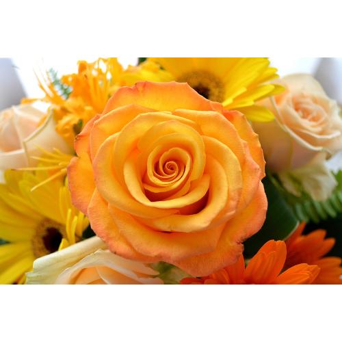 �L���[�g�ȃA�����W�@TopYellow�i�o���ƃK�[�x���̃t�����[�A�����W�����g�j���F�I�����W�n�@�a�����A�����L�O���A���j���A�h�V�̓�5
