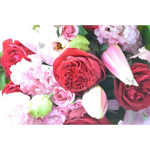 �v�`�ґ�ȃu�[�P�@SilentRed (�o���ƃ����̉ԑ��j�Ԍn�@���a�����A�����L�O���A���j���A���ʁA���\��A�h�V��5