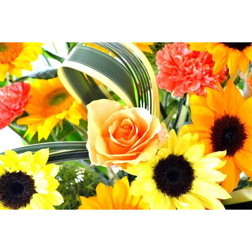 �G���[�[�@�i�q�}�����̃t�����[�A�����W�����g�j�@���F�n�@�a�����A�����L�O���A���j���A�J�X�A�J��5