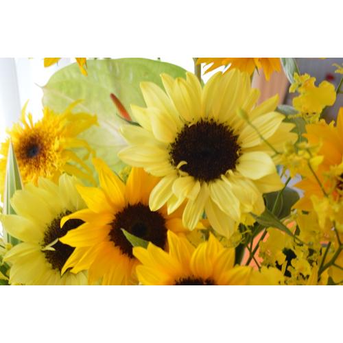 �������A���@�A�����W�@�@SunFlower�@Mix5