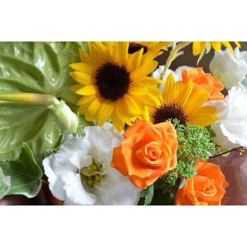 �v�`�ґ�ȃA�����W�@SunMelody�@�i�q�}�����̃t�����[�A�����W�������g�j���F�n5
