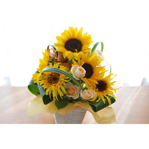 �L���[�g�ȃA�����W�����g�@PureSummer�@�i�q�}�����̃t�����[�A�����W�������g�j�C�G���[�I�����W�n2