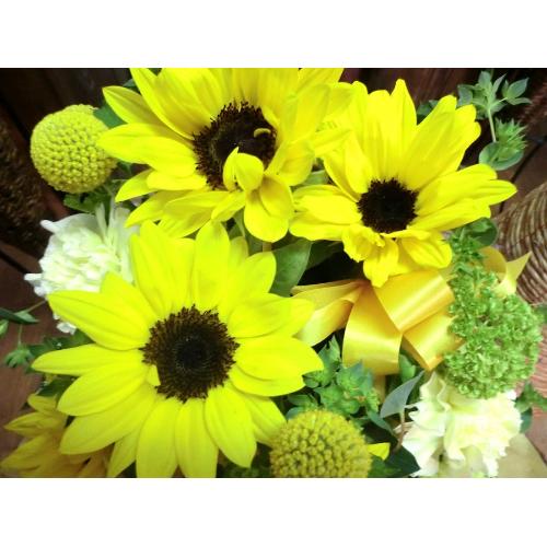 �L���[�g�ȃA�����W�@SunFlower �i�q�}�����ƃJ�[�l�[�V�����̃t�����[�A�����W�������g�j�C�G���[�I�����W�n4