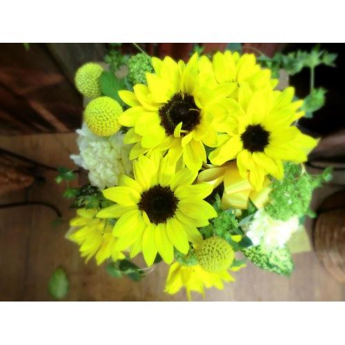 �L���[�g�ȃA�����W�@SunFlower �i�q�}�����ƃJ�[�l�[�V�����̃t�����[�A�����W�������g�j�C�G���[�I�����W�n5