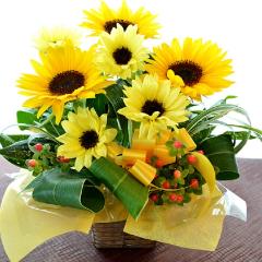 �L���[�g�ȃA�����W�@SummerWaltz�@�i�q�}�����̃t�����[�A�����W�������g�j�C�G���[�I�����W�n�@�a�����A�����L�O���A���j���A���\��A�R���T�[�g�A���C�u