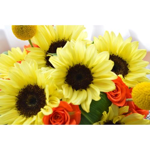 �L���[�g�ȃA�����W�@PineapYellow�@�i�q�}�����̃t�����[�A�����W�������g�j�C�G���[�I�����W�n5