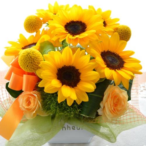 �L���[�g�ȃA�����W�@�n����������Sun�@�i�q�}�����̃t�����[�A�����W�������g�j�C�G���[�I�����W�n