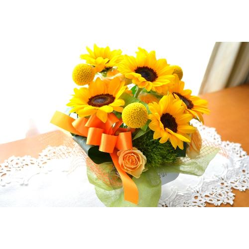 �L���[�g�ȃA�����W�@�n����������Sun�@�i�q�}�����̃t�����[�A�����W�������g�j�C�G���[�I�����W�n4