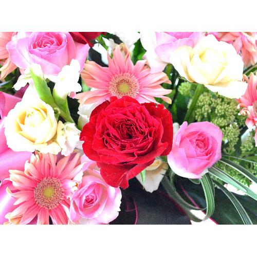 �t�B�K���̌���  (�o���ƃK�[�x���̃t�����[�A�����W�����g�j�ԃs���N�n�@�J�X�j���A�J�Əj���A���N�j���A�A�C�j���A�ړ]�j���A����A���\��5