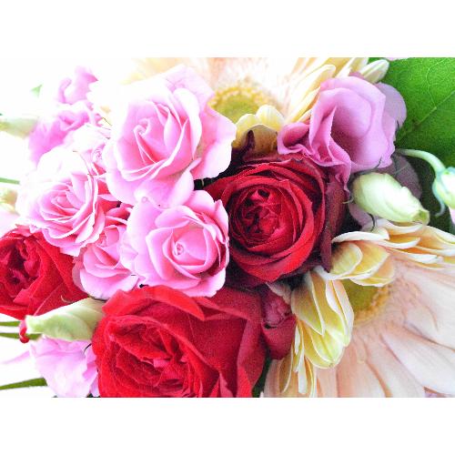 �v�`�ґ�ȃu�[�P�@PinkRed�@�i�o���ƃK�[�x���̉ԑ��j�@�s���N�Ԍn�@�a�����E�����L�O���E���ʁE���j���E���\��E���C�u5