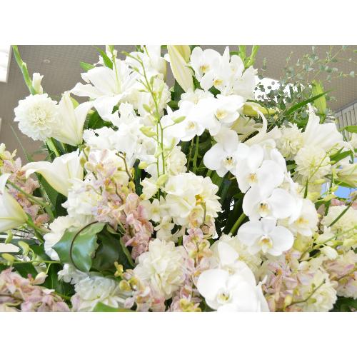 �X�[�p�[�A�����W�����g�@BigSwan�@�i�����ƌӒ����̃t�����[�A�����W�����g�j�@���n�@�W����A�a�����A����A���\��A�o���j���A���j��5
