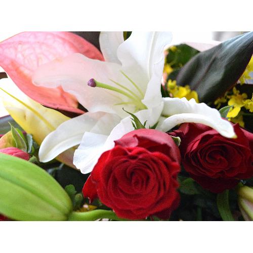 ��l�̃u�[�P�@RedClown�@�i�o���ƃ����̉ԑ��j�@�Ԍn�@�a�����E�����L�O���E���ʁE���j���E���\��E���C�u�E�R���T�[�g5