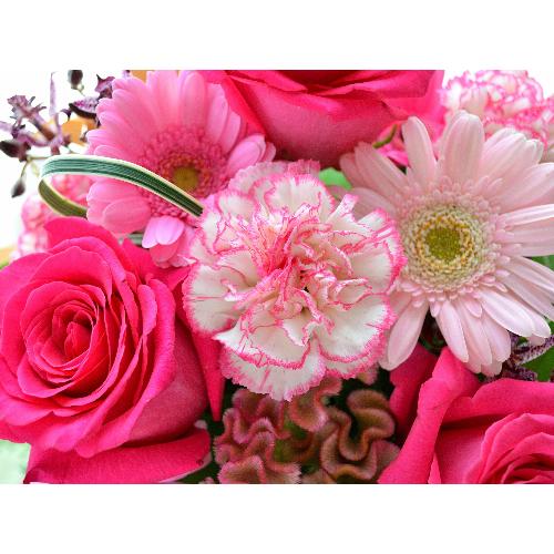 �v�`�ґ�ȃA�����W�@MilkyPink  (�o���ƃK�[�x���̃t�����[�A�����W�����g�j�@�s���N�n�@�a�����A�����L�O���A���j���A���\��A�R���T�[�g�A���C�u5