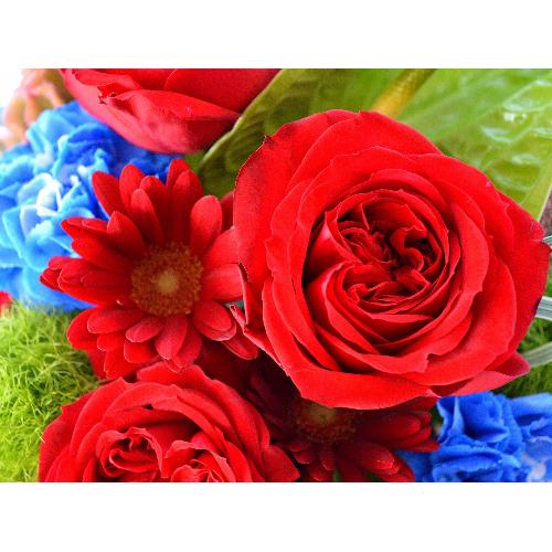 ��l�̃A�����W�����g�@RedStar  (�o���̃t�����[�A�����W�����g�j�@�s���N�n�@�a�����A�����L�O���A���j���A�h�V�̓��A�����v�w�̓��A�N���X�}�X5
