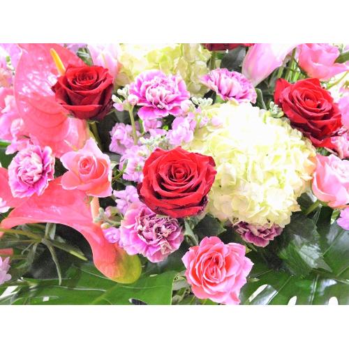 ���j���p�@�X�^���h�� �@��i�@�ԃs���N�n(�o���ƃ����̃X�^���h�ԁj�J�X�j���A�J�Əj���A���N�j���A�ړ]�j���A�A�C�j���A����A�R���T�[�g�A���C�u�A���\��4