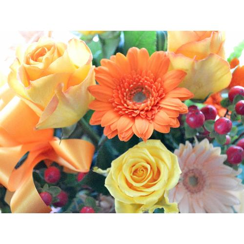 �v�`�ґ�ȃA�����W�����g�@OrangeHeart�@(�o���ƃK�[�x���̃t�����[�A�����W�������g�j�I�����W�n�@�a�����A�����L�O���A���j���A�h�V�̓�5