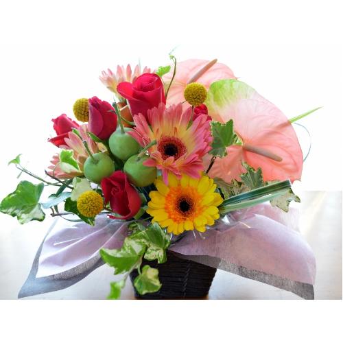 �v�`�ґ�ȃA�����W�@FruitBasket (�A���X�����[���ƃK�[�x���̃t�����[�A�����W�����g�jMix�J���[ �a�����A�����L�O���A���j���A�h�V�̓�3