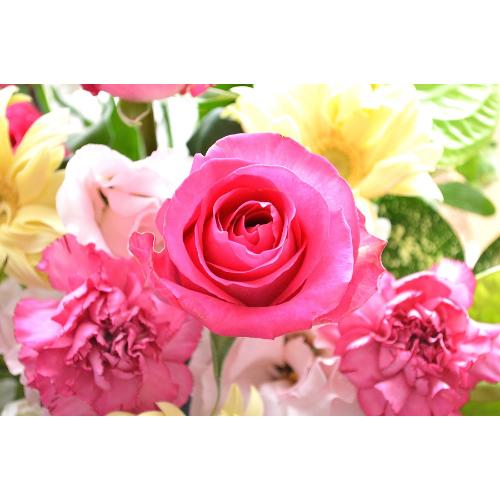 �������A���@�A�����W�����g�@PinkRose�@�i�o���̃t�����[�A�����W�����g�j�s���N�n�@�a�����A�����L�O���A���j���A�h�V�̓�3