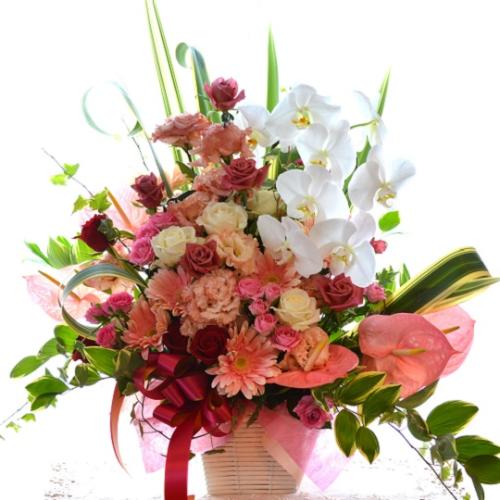 �R���`�F���g�@(�o���ƃR�`���E�����̃t�����[�A�����W�����g�j�@���b�h�n�@�a�����A�����L�O���A���j���A���\��A�R���T�[�g�A���C�u