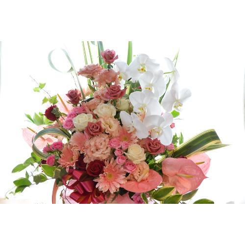 �R���`�F���g�@(�o���ƃR�`���E�����̃t�����[�A�����W�����g�j�@���b�h�n�@�a�����A�����L�O���A���j���A���\��A�R���T�[�g�A���C�u4