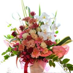 �R���`�F���g�@(�o���ƃR�`���E�����̃t�����[�A�����W�����g�j�@���b�h�n�@�a�����A�����L�O���A���j���A���\��A�R���T�[�g�A���C�u