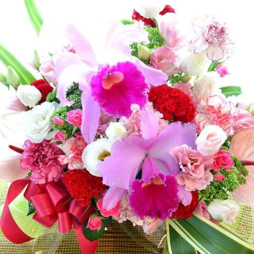 ���o�[�Y�R���`�F���g�@�i���̃t�����[�A�����W�����g�j�s���N�n�@�a�����A�����L�O���A���j���A�h�V�̓�