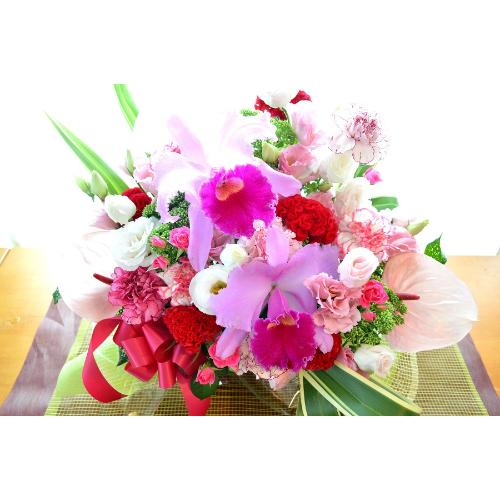 ���o�[�Y�R���`�F���g�@�i���̃t�����[�A�����W�����g�j�s���N�n�@�a�����A�����L�O���A���j���A�h�V�̓�2