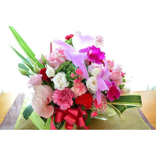 ���o�[�Y�R���`�F���g�@�i���̃t�����[�A�����W�����g�j�s���N�n�@�a�����A�����L�O���A���j���A�h�V�̓�4